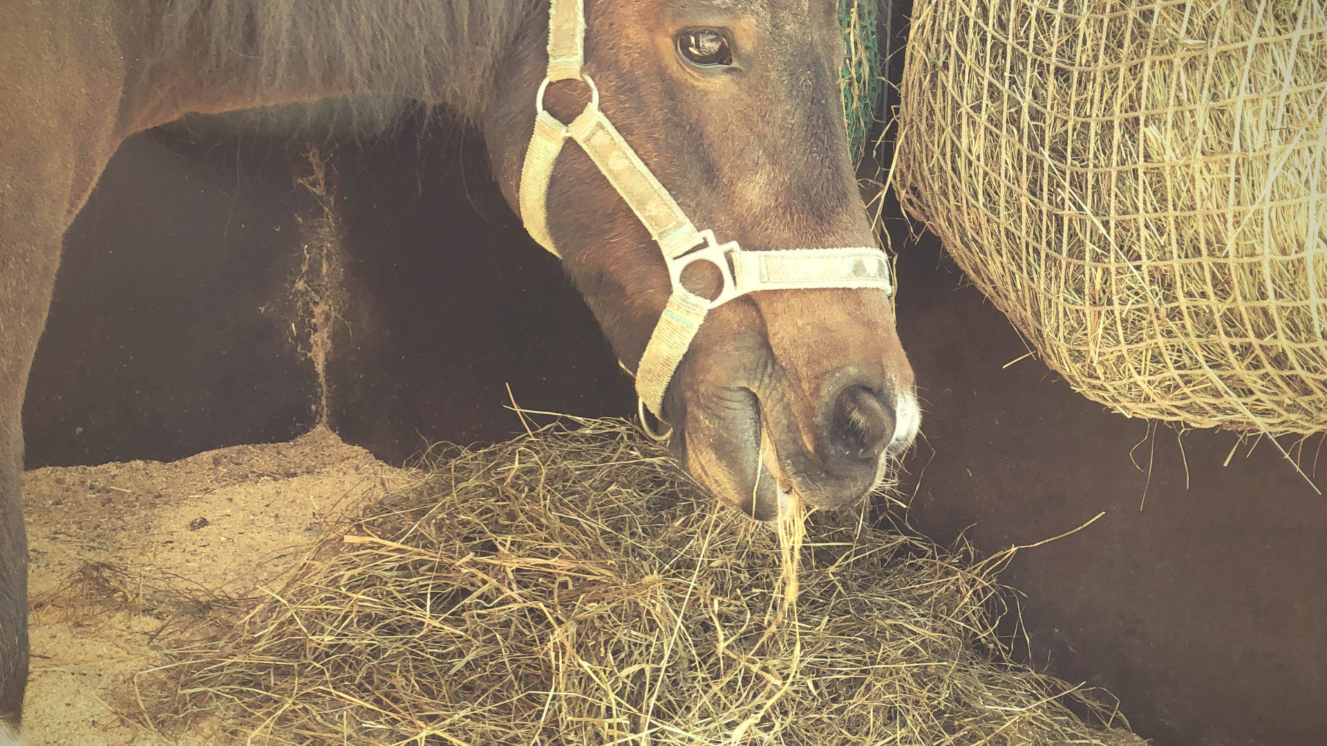 Fütterungsmanagement für das leichtfuttrige Pony. Wie auch dein Pony eine optimale Figur erhält.