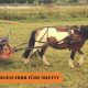 Das Kutschgeschirr fürs Shetty. Einspännergeschirr