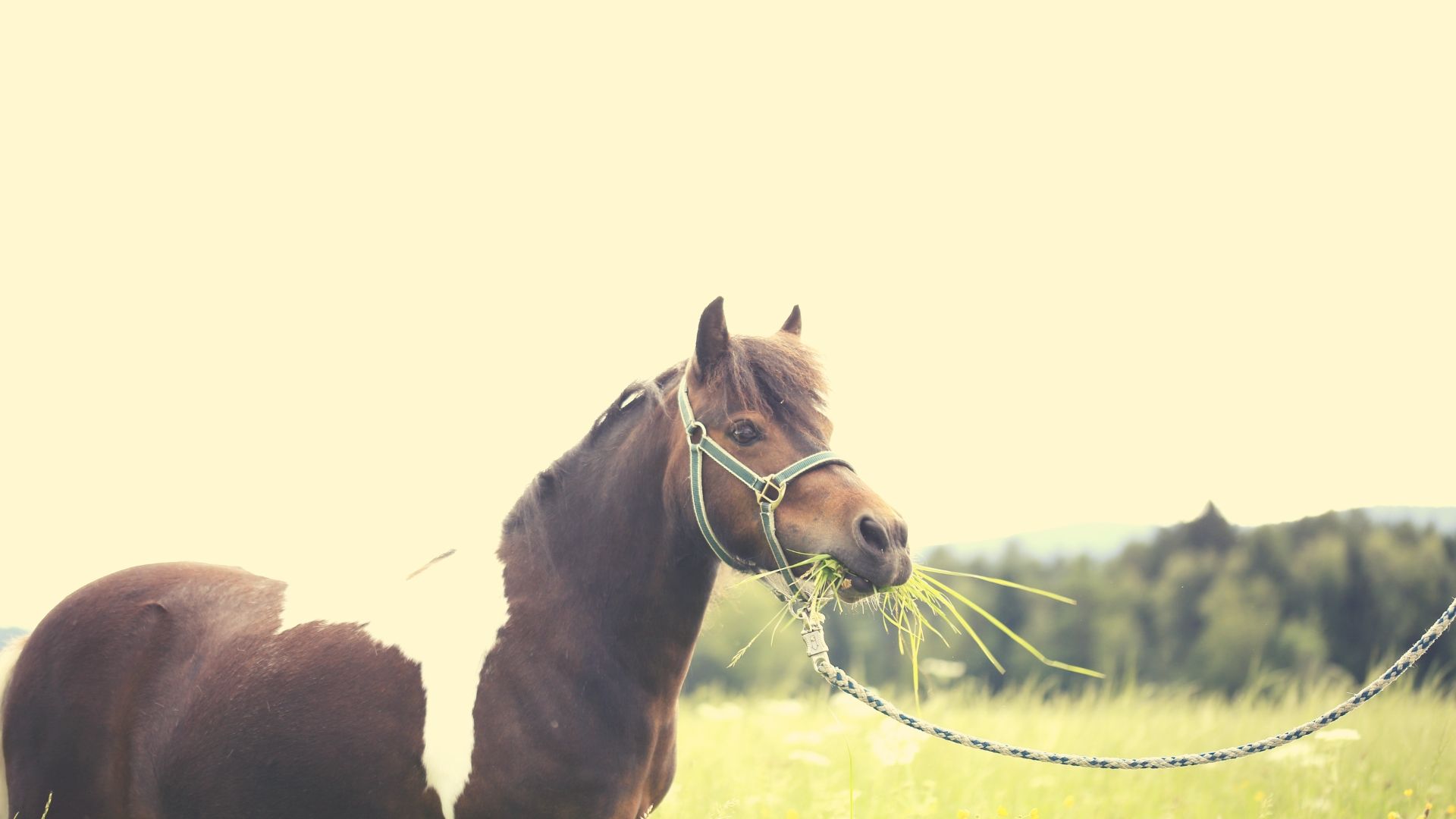 Warum du deine Pferdefütterung von einem Futterberater überprüfen lassen solltest